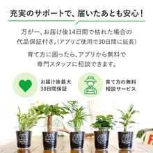 画像をギャラリービューアに読み込む, 【土を使わない観葉植物】猫が喜ぶテーブルプランツ for Cat (Table Plants)キャットニップ 数量限定