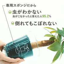 画像をギャラリービューアに読み込む, 【土を使わない観葉植物】テーブルプランツ(Table Plants) ハートホヤ