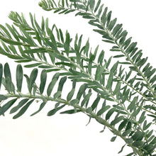 画像をギャラリービューアに読み込む, 【期間限定:4月5日まで】来春以降開花株:アカシア・ブルーブッシュ 5号 【生垣にもおすすめ】