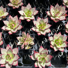 画像をギャラリービューアに読み込む, エケベリア・ロメオルビン var.M-01 (見元園芸選抜種) 2.5号 国内実生苗