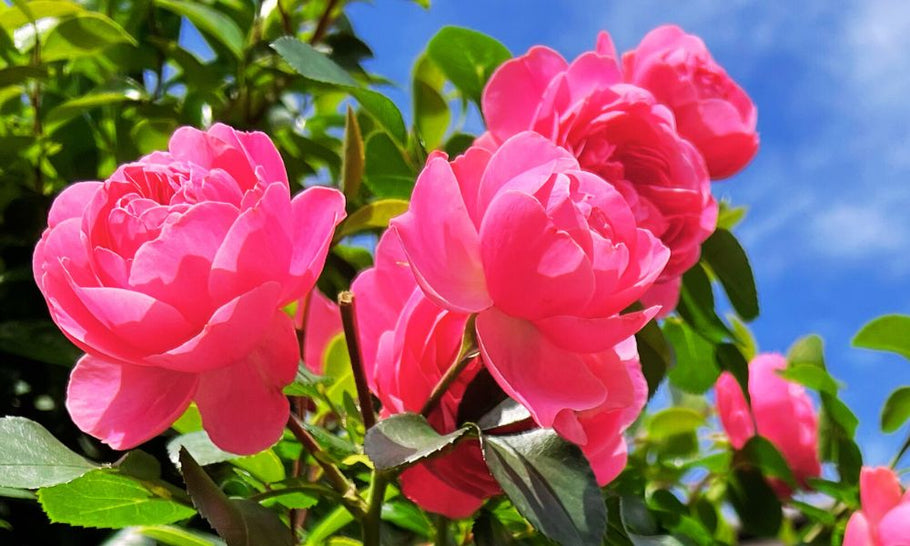 山茶花の剪定時期はいつ？透かし剪定の仕方とやりすぎのリスクなど