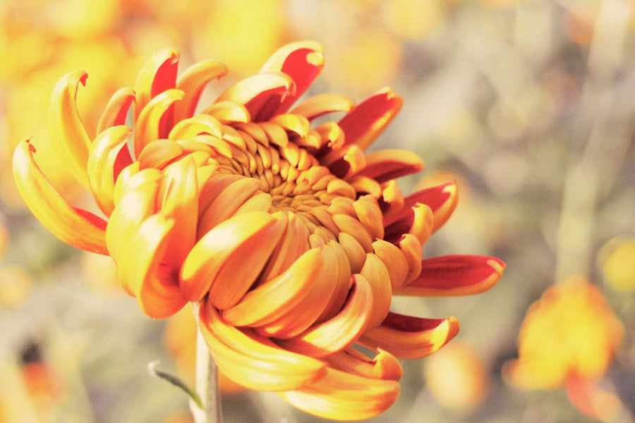 菊を挿し木で増やす方法｜時期や手順、管理方法は？