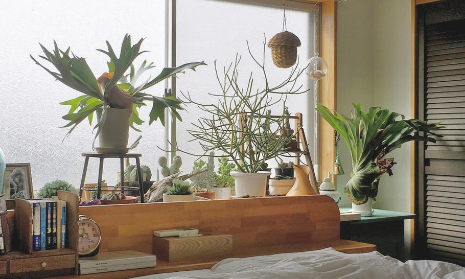 寝室に適した観葉植物の選び方｜風水効果や、避けたい種類をご紹介