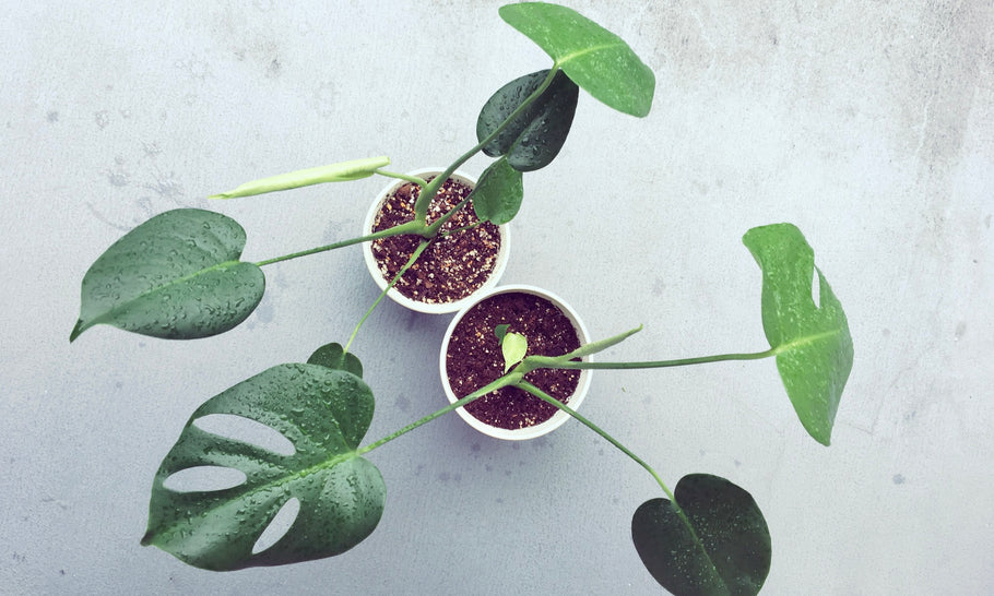 モンステラの増やし方は水挿しが簡単？株分け、挿し木、茎伏せの方法