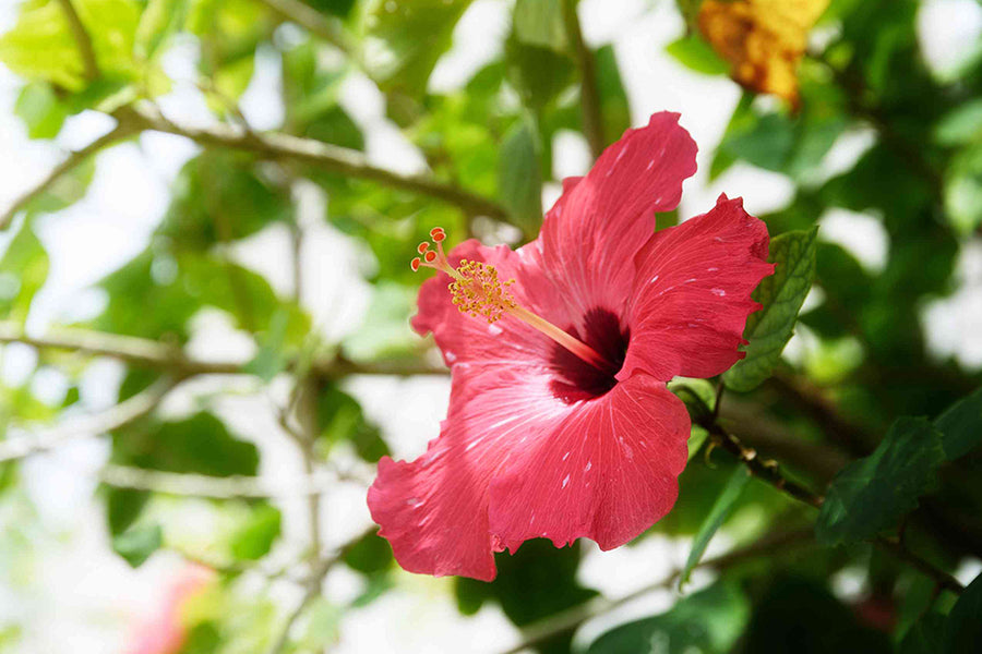 ハイビスカスの剪定はいつ？花をきれいに咲かせる剪定方法を解説