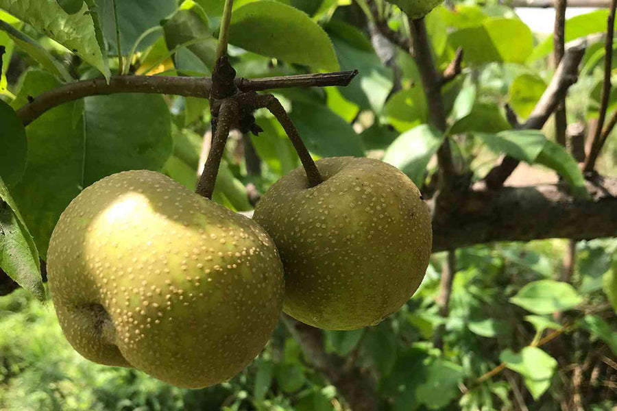【梨の育て方】肥料のやり方や剪定時期は？鉢植えでも栽培できる？