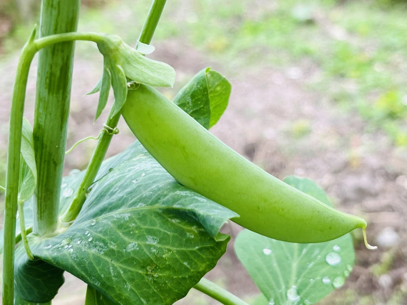 【スナップエンドウの育て方】種まき時期や収穫時期、簡単な支柱の立て方