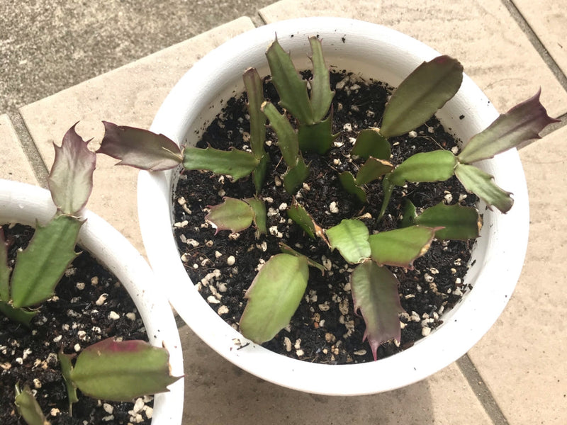 シャコバサボテンの剪定時期は花が終わったら？挿し木のやり方も解説