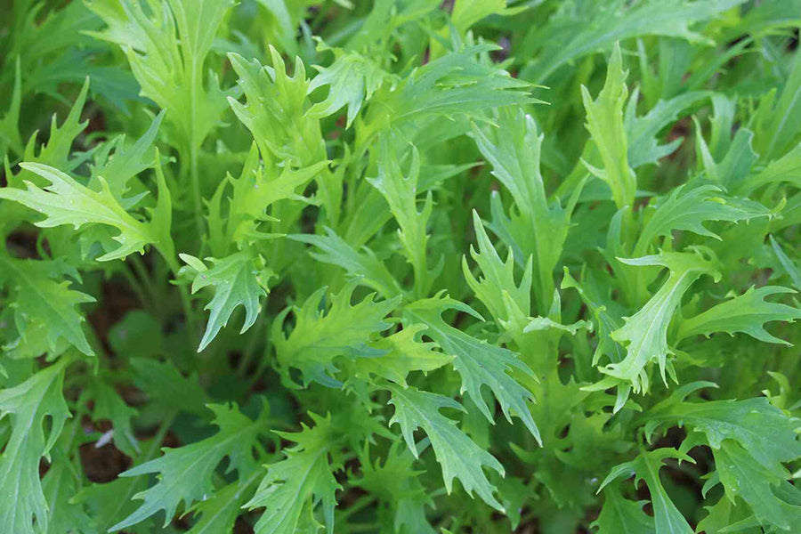 【10月に植える野菜】初心者もプランターで育てられるものを厳選