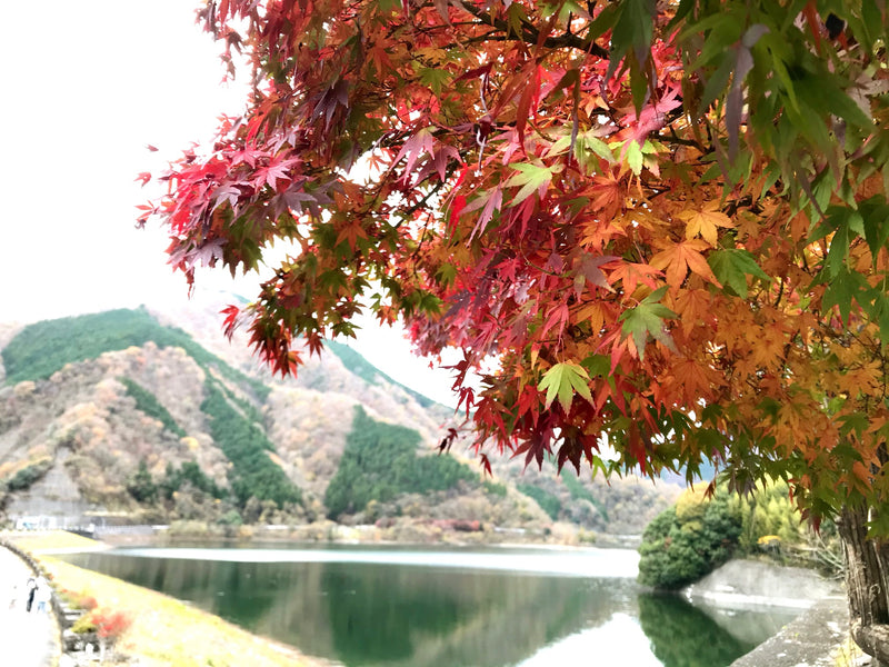 もみじ（楓）の種類図鑑｜特徴や違いを写真と合わせて見てみよう！