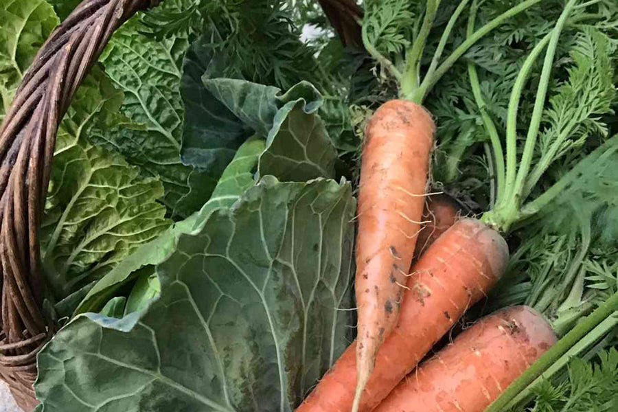 冬に植える野菜一覧｜家庭菜園初心者でも育てやすい冬野菜を厳選