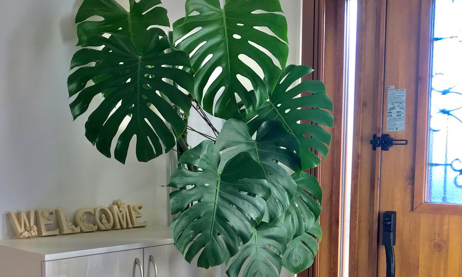 玄関に置きたい観葉植物｜日陰に強く、風水効果アップもばっちりな植物は？