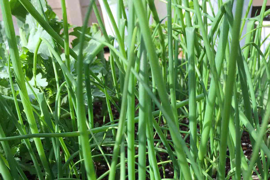 【ネギのコンパニオンプランツ】一緒に植えると相性がいい野菜は？