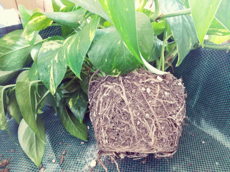 ポトスの植え替え時期はいつ？土は何を使うべき？根を切る必要はある？