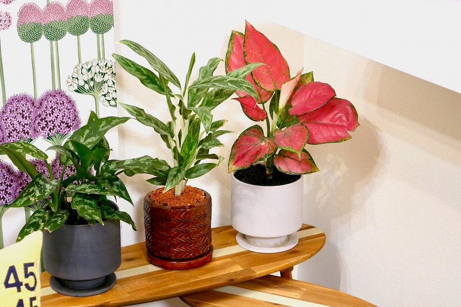 赤い葉っぱの観葉植物は意外とたくさんある？赤くなる品種の名前一覧