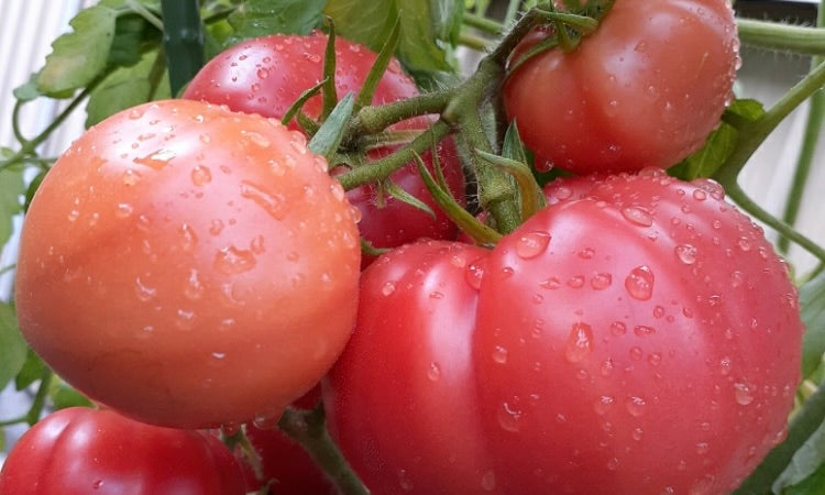 トマト・ミニトマトの収穫時期やタイミングの見極め方は？