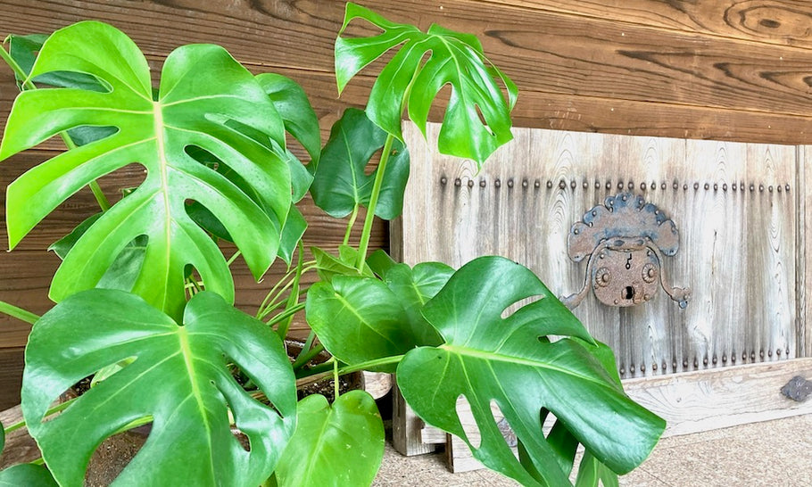 モンステラの風水｜幸運を呼ぶ観葉植物？金運UPする置き場所を解説