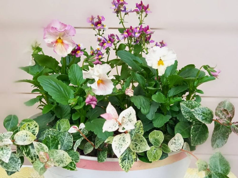はじめての花の寄せ植えの仕方！初心者が抑えるポイントはどこ？