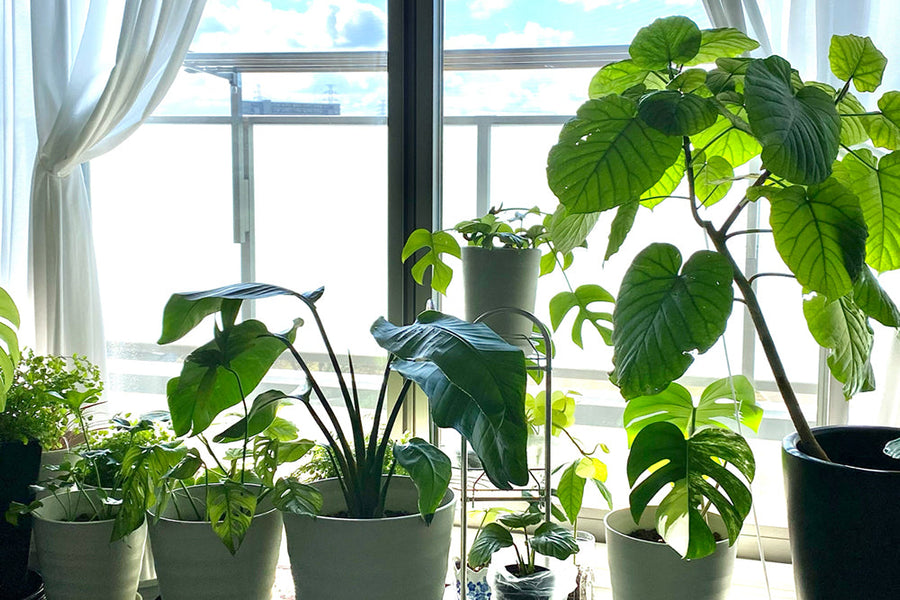 2025年最新版！観葉植物の人気ランキングを売上げデータから抽出
