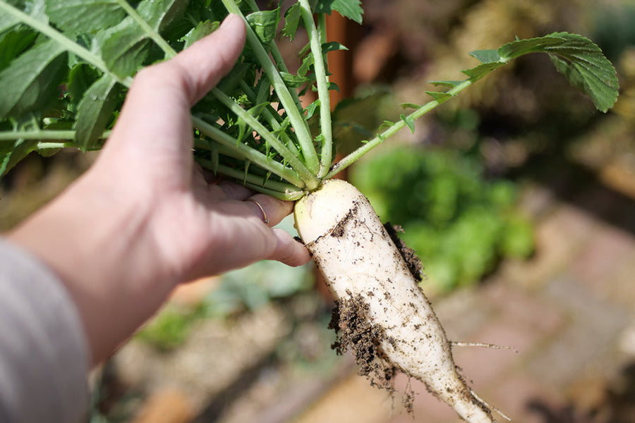9月に植える野菜｜プランター菜園で簡単なのは？9月に種まきする？