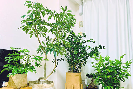 空気清浄効果のある観葉植物15選！飾るだけで空気をきれいにする？