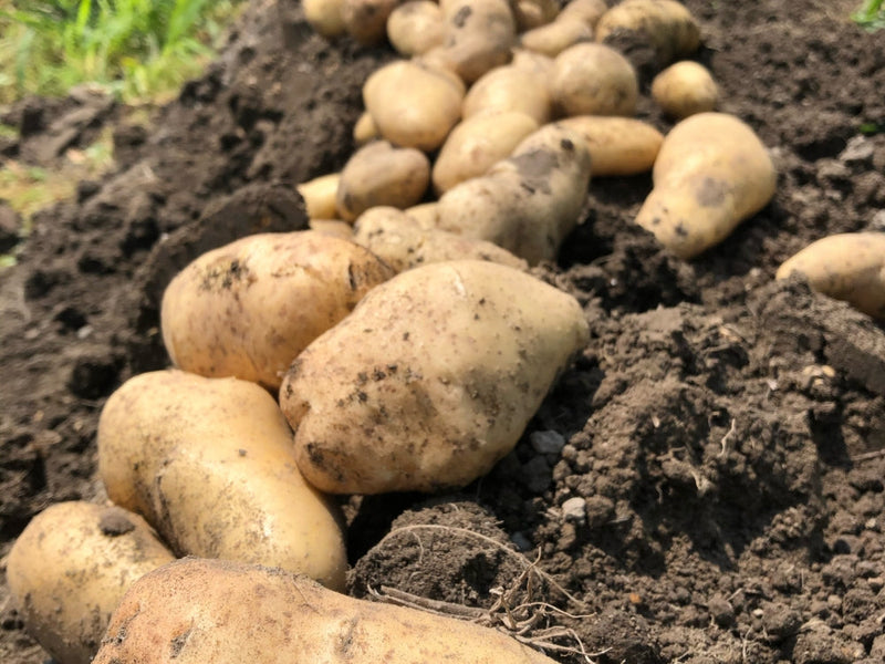 じゃがいもの収穫時期の目安は？写真でみる葉っぱの収穫サインとは