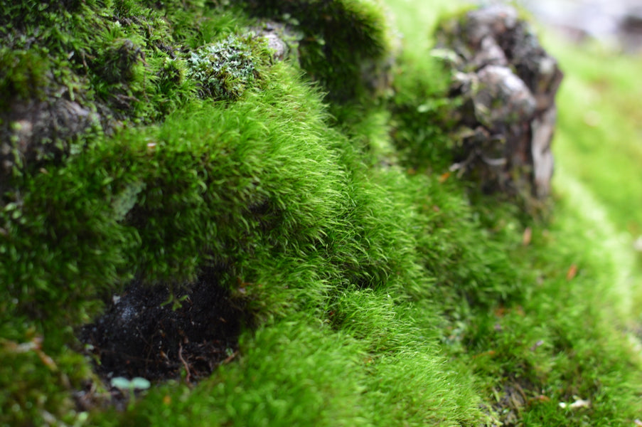 苔の種類図鑑｜よくある身近なものの特徴と見分け方を写真つきで解説