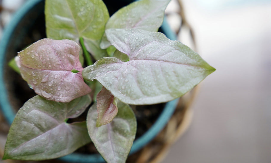 【観葉植物の水やり】夜はダメ？水やり頻度や水不足のサインを解説！