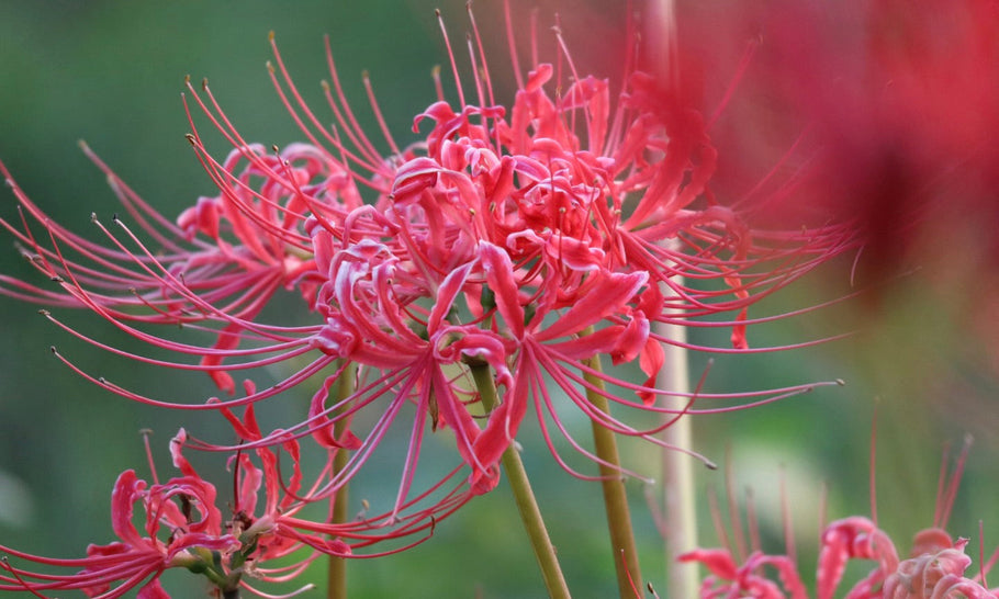 【リコリスの花言葉】怖い意味はある？彼岸花との違いはなに？