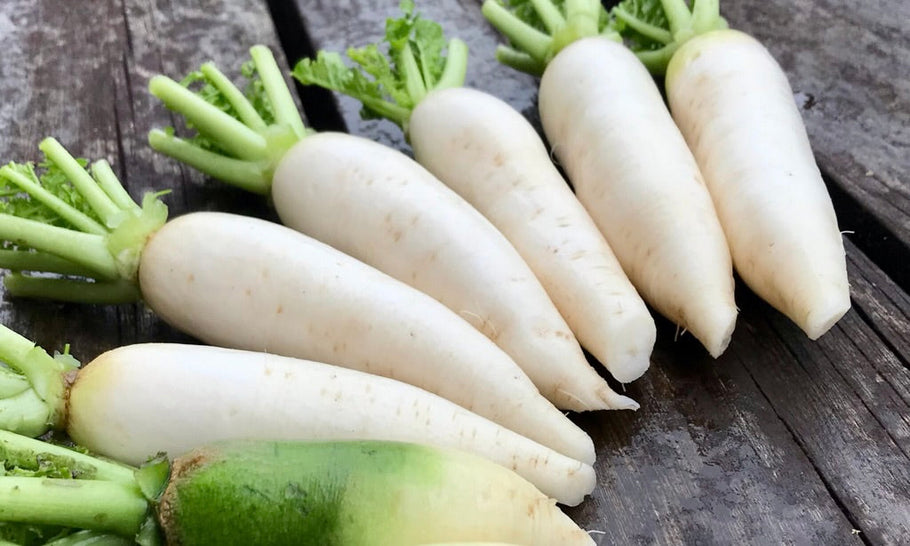 大根の収穫時期の目安は？見極め方や収穫までの日数、保存方法も解説