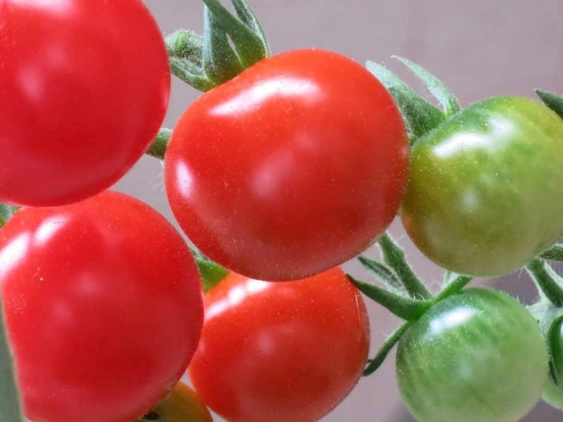 トマトの育て方は水やり頻度が重要？苗を植える時期や連作障害の有無も解説