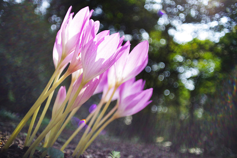コルチカム(イヌサフラン)の花言葉はちょっと怖い？毒性があるの？