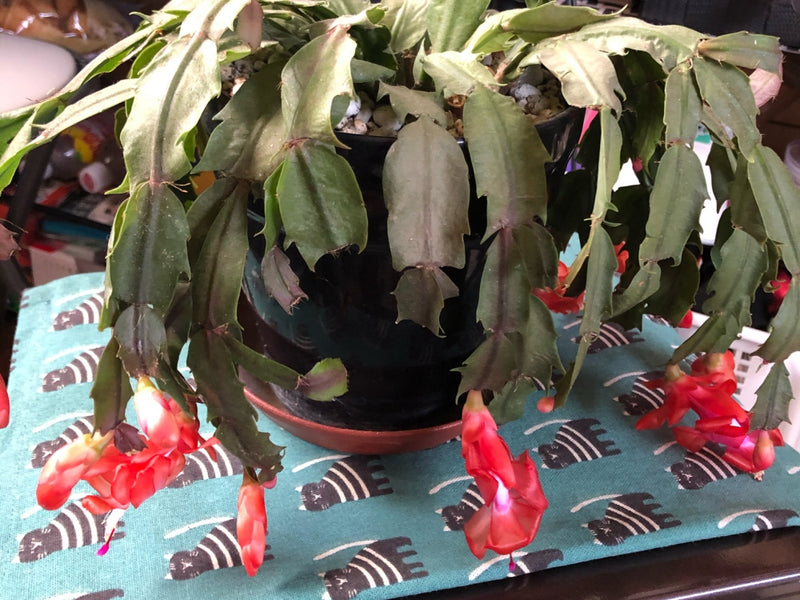 シャコバサボテンがぐったりするのはなぜ？よくある原因と対処法を解説