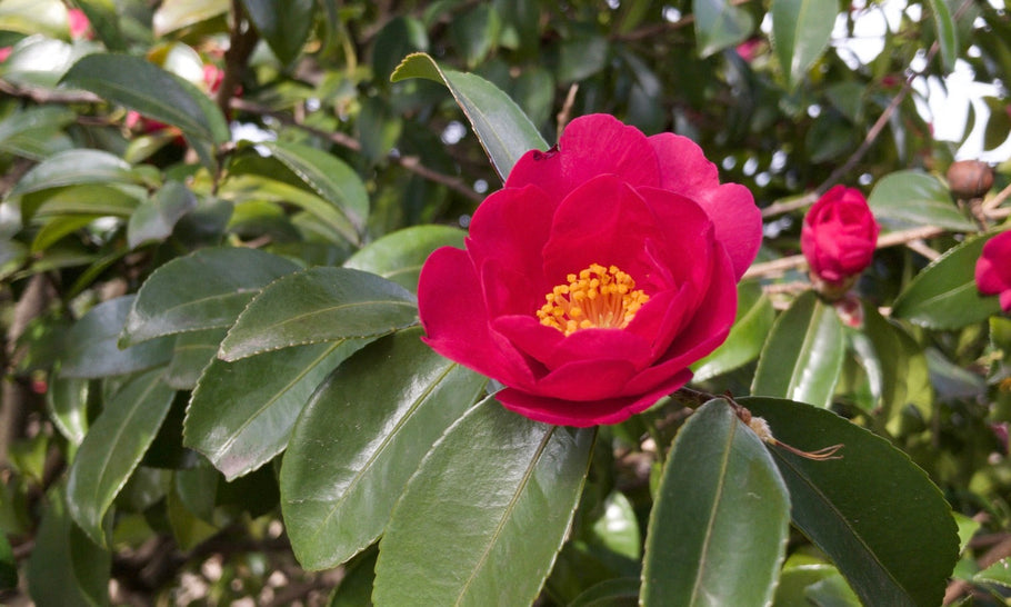 【サザンカの花言葉】白は怖い意味もある？植えてはいけないは本当？