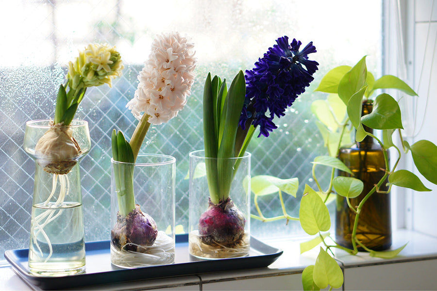 【ヒヤシンスの水耕栽培】球根はいつから出回る？水栽培の時期は？