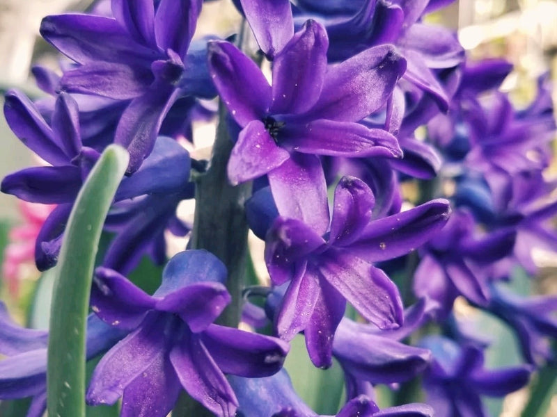 【ヒヤシンスの花言葉】花色が紫だと怖い意味になる？青はまた違う？