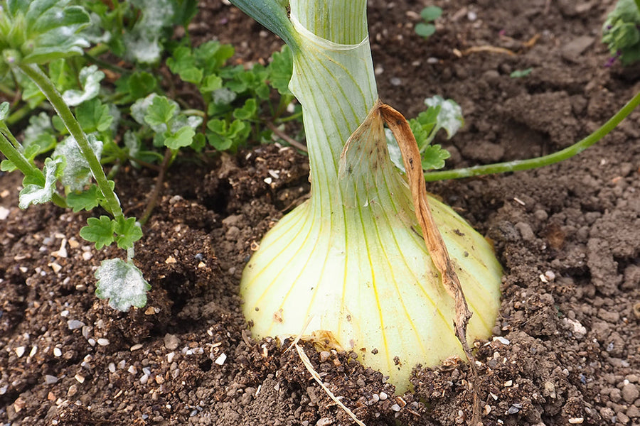 【11月に植える野菜】初心者もプランターで育てられるものを厳選