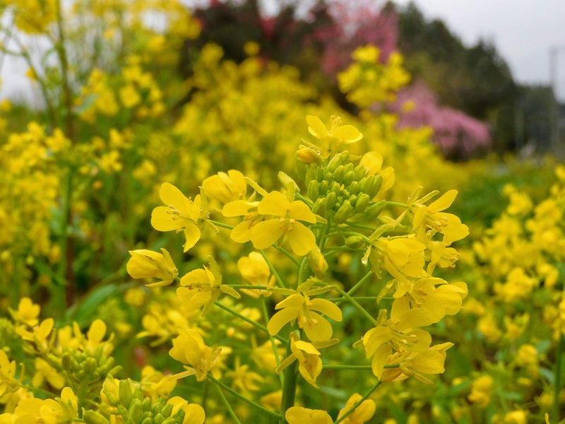 【菜の花の花言葉】怖い意味もある？プレゼントしても大丈夫？