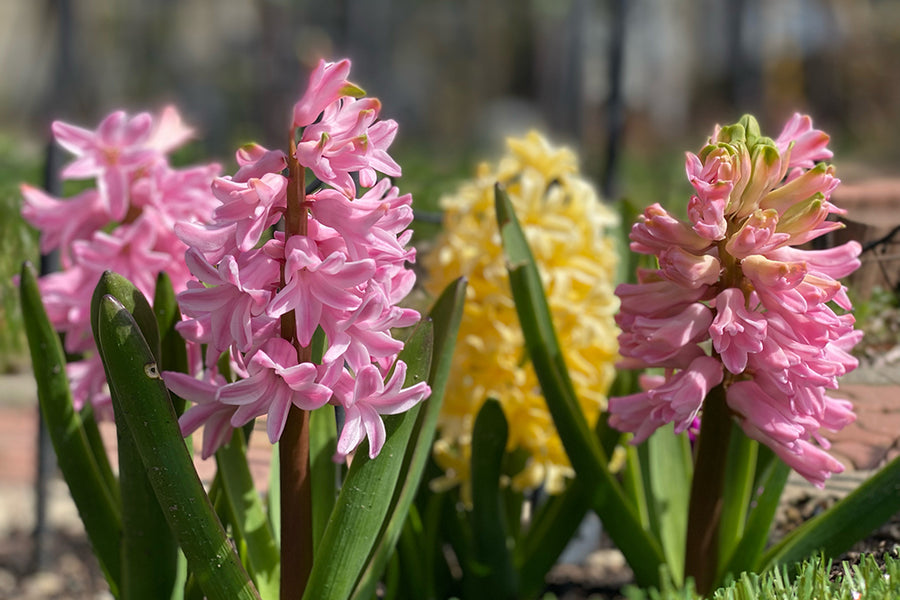 ヒヤシンスの花が終わったら植えっぱなしでも大丈夫？掘り上げた球根の保存方法は？