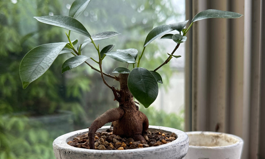 ガジュマルの植え替え時期はいつ？おすすめの土や配合比は？