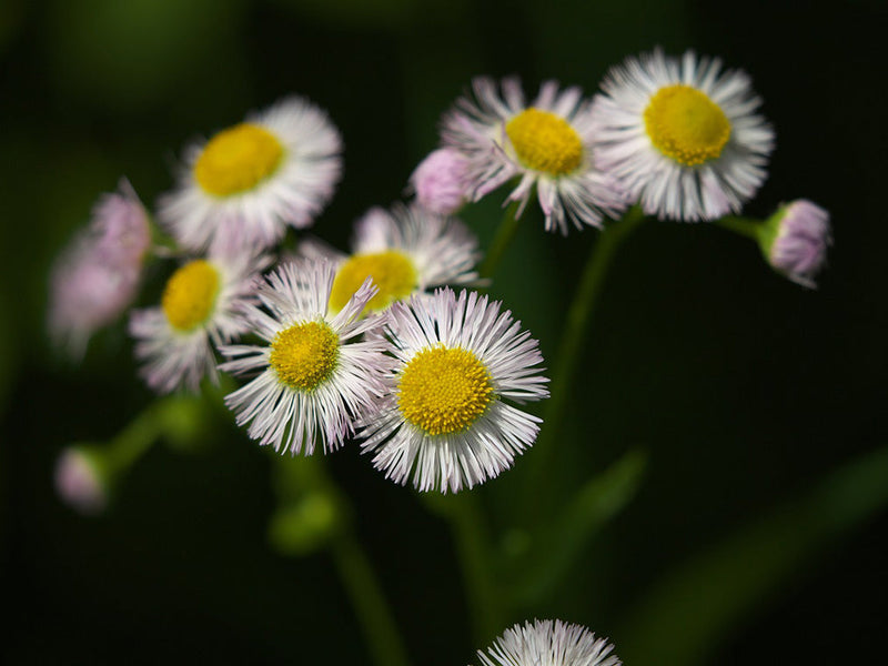 ハルジオンの花言葉は怖い意味がある？別名が貧乏草なのはなぜ？