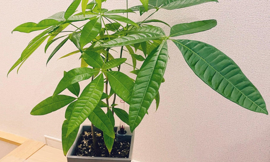 パキラの植え替え時期とおすすめの土！よくある失敗と対策を解説