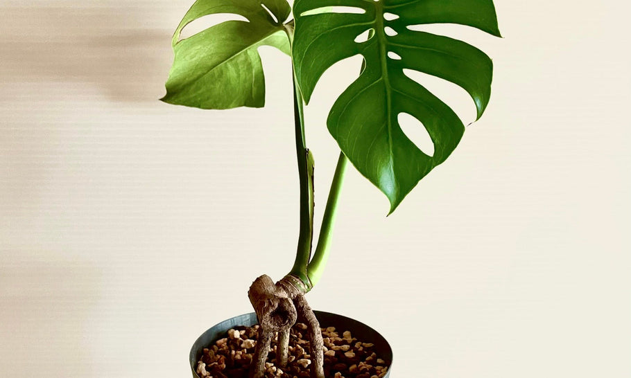 モンステラの植え替え時期の目安や土配合は？根っこは切っちゃダメ？