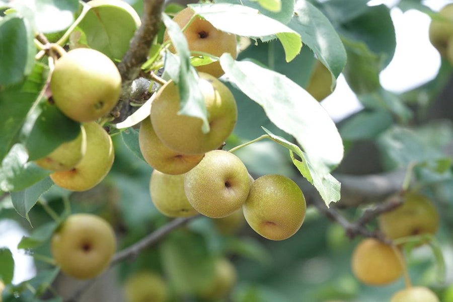 【梨の花言葉】怖い意味はある？花と木で別の意味になるって本当？