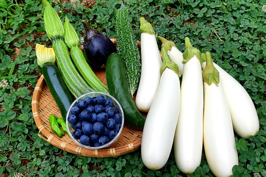 夏野菜を植える時期はいつ？家庭菜園で育てやすい種類ランキングは？