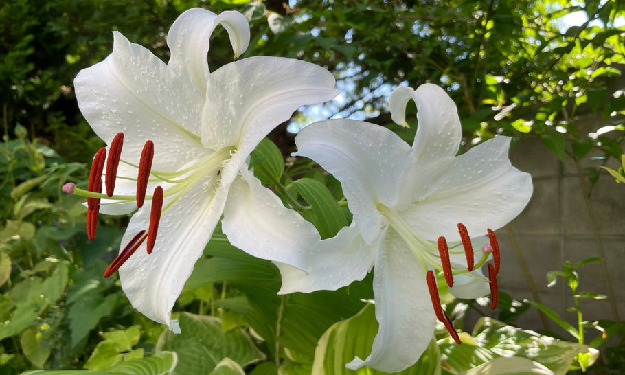 【カサブランカの育て方】球根は植えっぱなしOK？植え替え時期は？