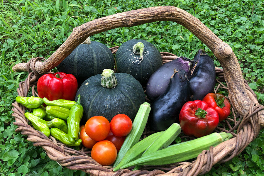 【8月に植える野菜一覧】夏に植える野菜でプランター菜園を楽しもう