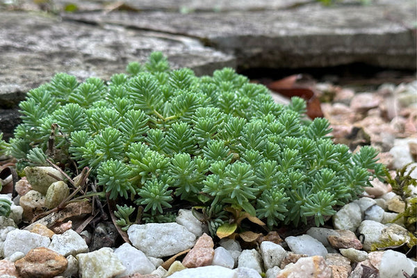セダムが増えすぎたらどうする？地植えで育てるのは大変？