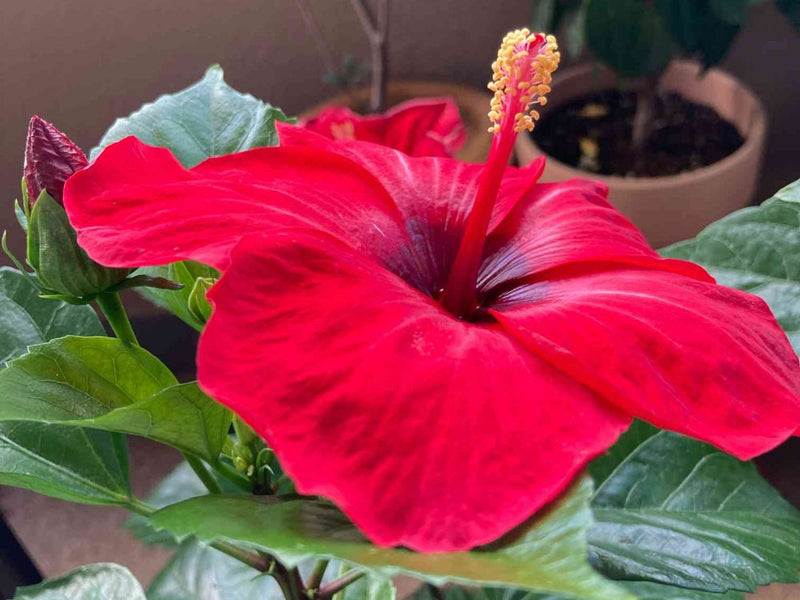 ハイビスカスは屋外で冬越しできる？冬の越し方と葉が落ちる原因とは