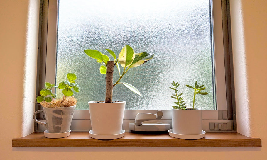 トイレに飾る観葉植物｜爽やかさUP！風水で運気が上がる種類や置き方